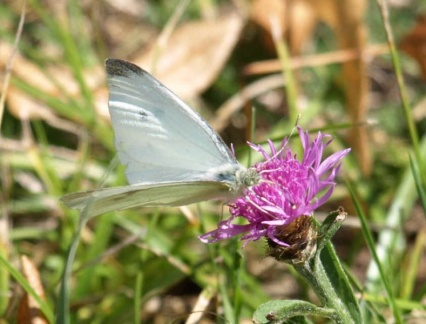 Pieris rapae