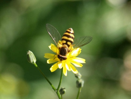Syrphus ribesii