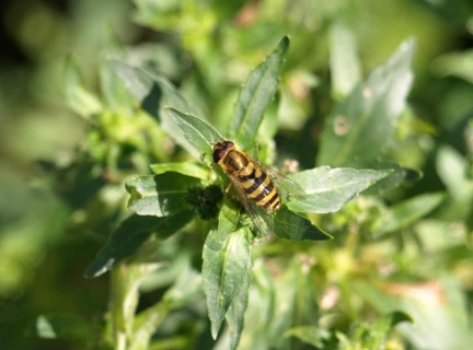 Syrphus ribesii