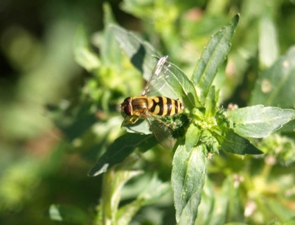 Syrphus ribesii