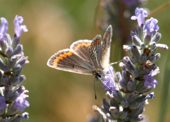 Aricia agestis