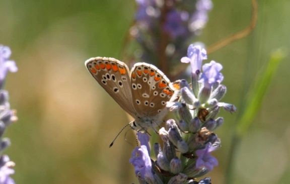 Aricia agestis