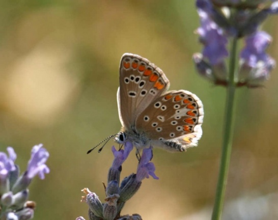 Aricia agestis