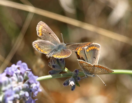 Aricia agestis