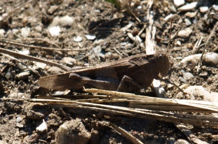 Oedipoda caerulescens