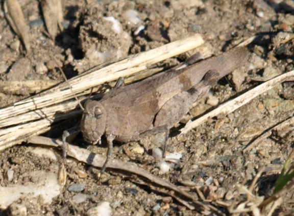 Oedipoda caerulescens