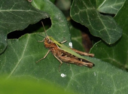 Omocestus rufipes