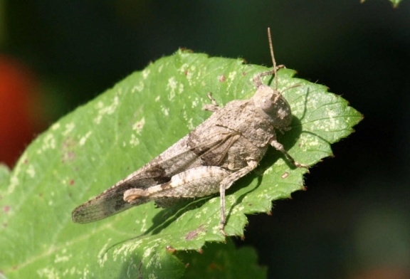 Oedipoda caerulescens