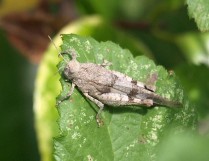 Oedipoda caerulescens