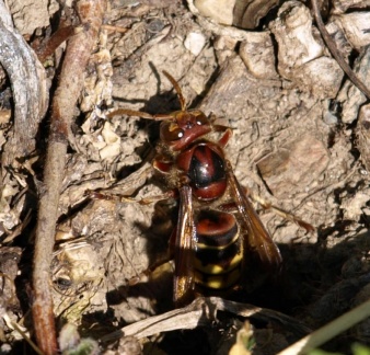 Vespa crabro