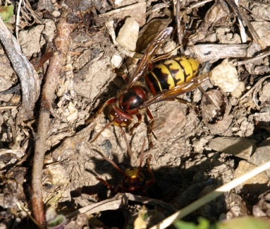 Vespa crabro