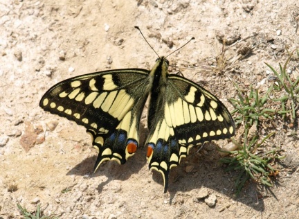 Papilio machaon
