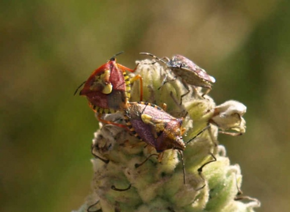 Carpocoris purpureipennis