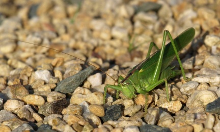 Tettigonia viridissima