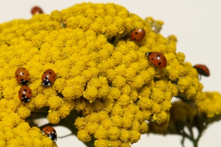 Coccinella septempunctata