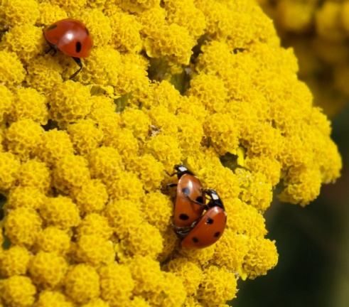 Coccinella septempunctata