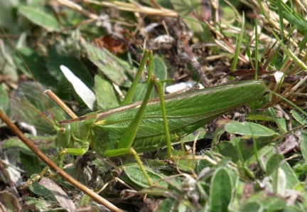Tettigonia viridissima