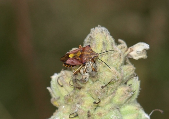 Carpocoris purpureipennis