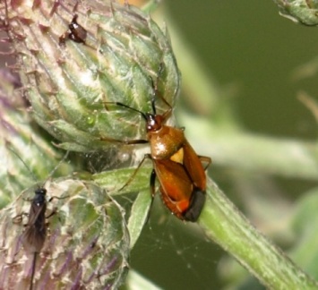 Deraeocoris ruber