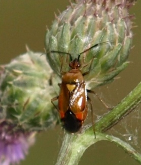 Deraeocoris ruber