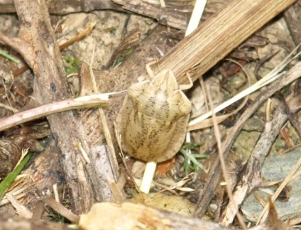 Eurygaster austriaca