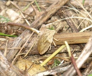 Eurygaster austriaca