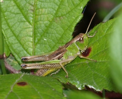 Pseudochorthippus parallelus