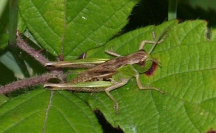Pseudochorthippus parallelus