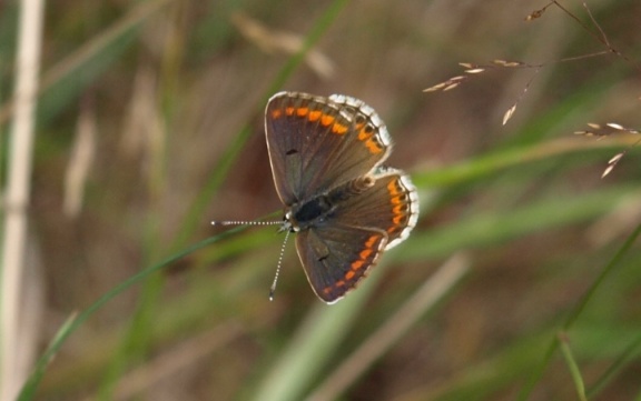 Aricia agestis