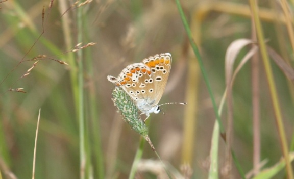Aricia agestis