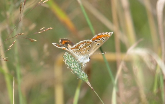 Aricia agestis
