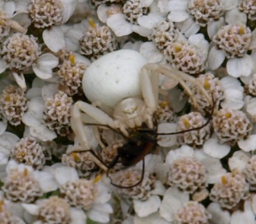 Misumena vatia
