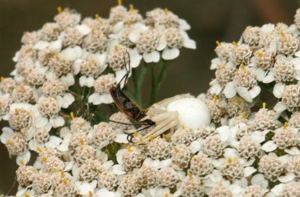 Misumena vatia