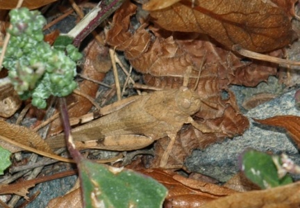 Oedipoda caerulescens