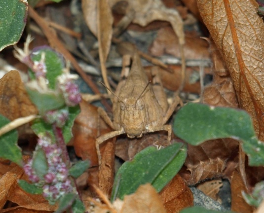 Oedipoda caerulescens
