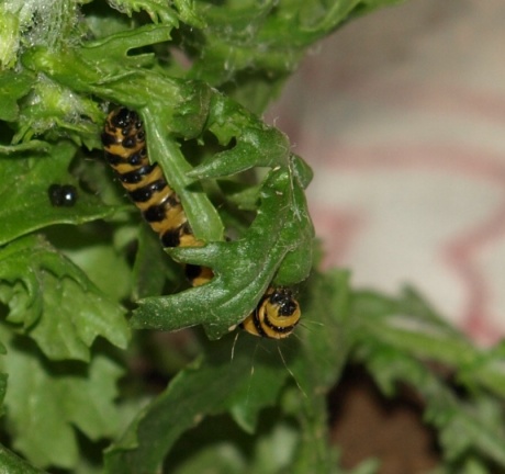 Tyria jacobaeae (chenille)