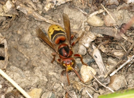 Vespa crabro