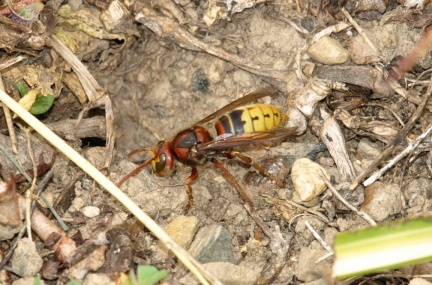 Vespa crabro