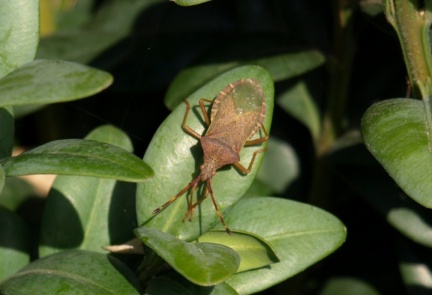 Gonocerus acuteangulatus