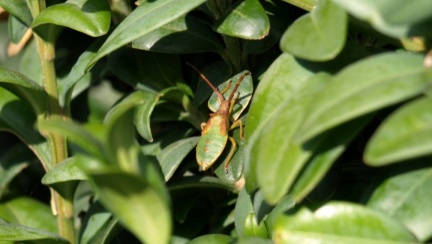 Gonocerus acuteangulatus (juvénile)