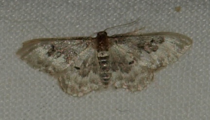 Idaea rusticata