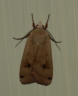 Noctua pronuba