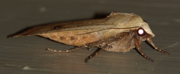 Noctua pronuba