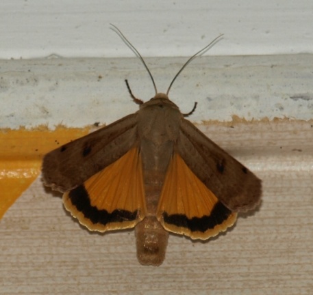 Noctua pronuba