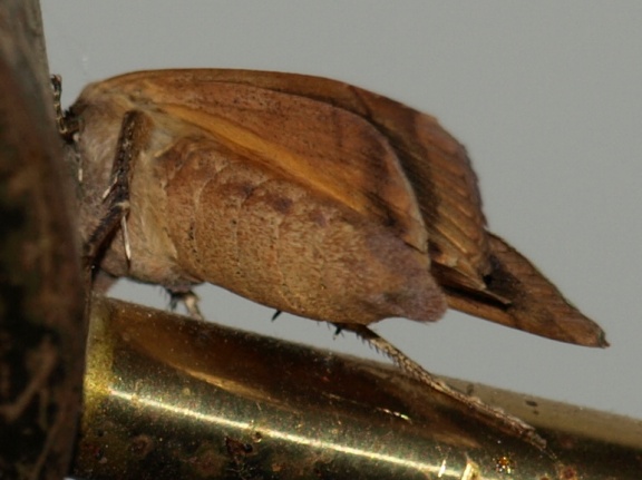 Noctua pronuba