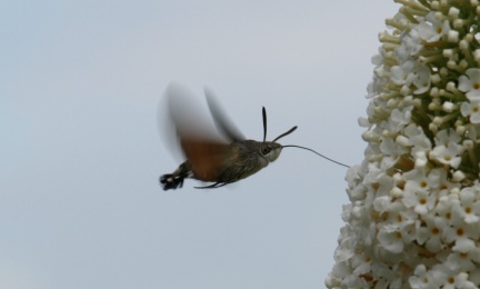 Macroglossum stellatarum