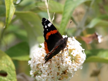 Vanessa atalanta
