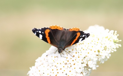 Vanessa atalanta