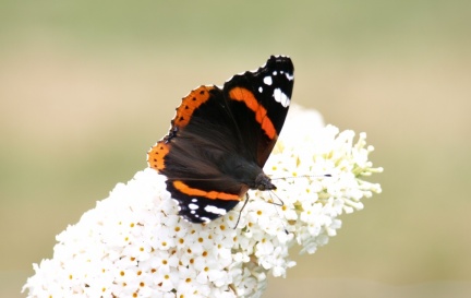 Vanessa atalanta