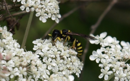 Ectemnius sp. (mâle)